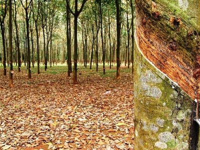 Natural rubber (latex)