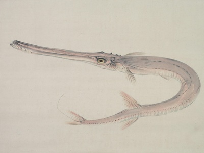 Needlefish