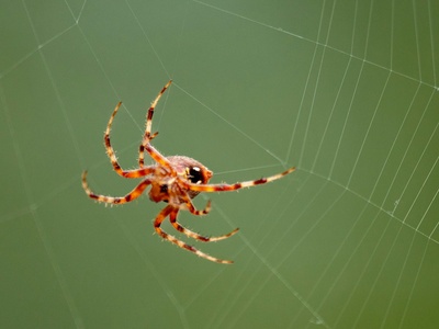 Net-casting Spider