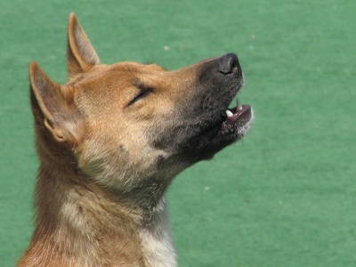 New Guinea Singing Dog