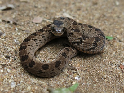 Night Adder