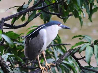 Night Heron