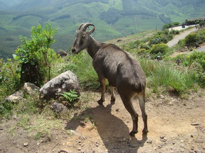 Nilgiri Tahr