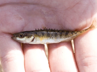 Ninespine Stickleback