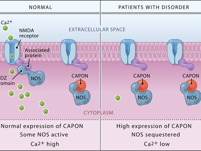 Nitric Oxide