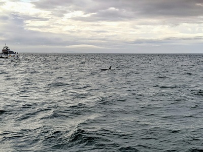 North Atlantic Right Whale