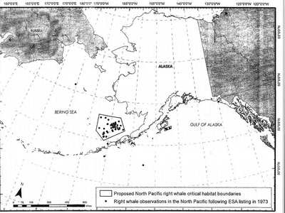 North Pacific Right Whale