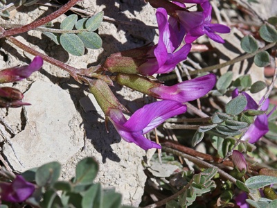 North Park Milkvetch