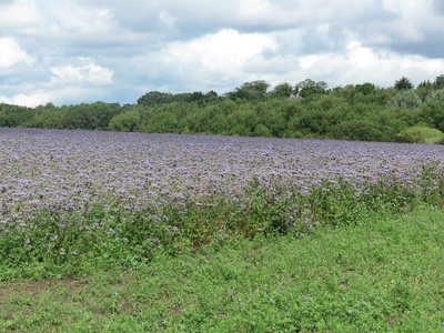 North Park Phacelia