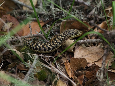 Northern Alligator Lizard