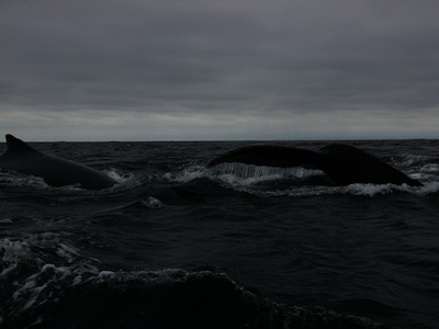 Northern Bottlenose Whale