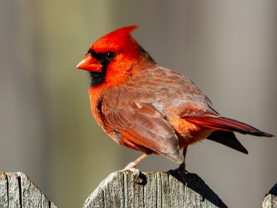 Northern Cardinal