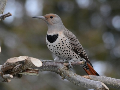 Northern Flicker