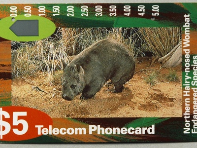 Northern hairy-nosed wombat