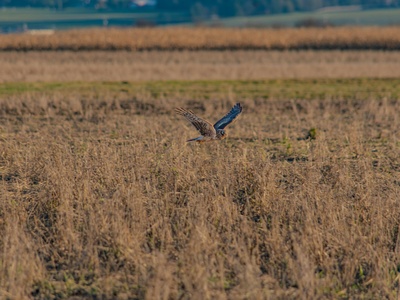 Northern Harrier