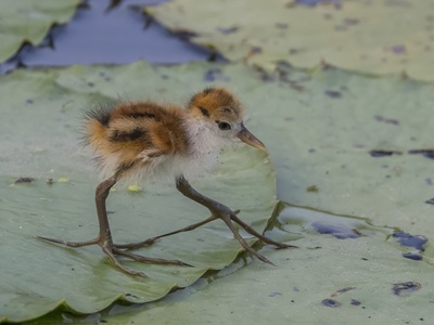 Northern Jacana