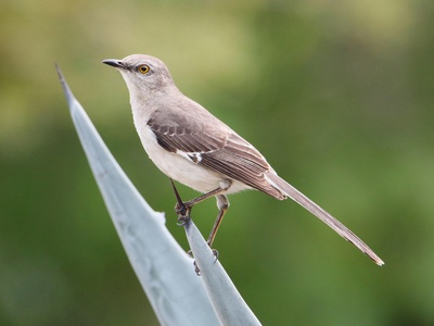 Northern Mockingbird