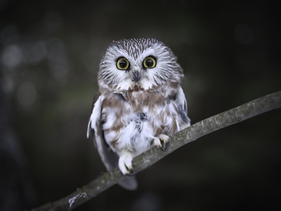 Northern Saw-whet Owl