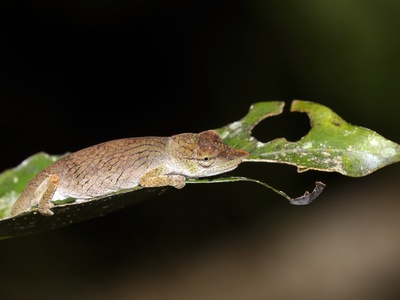 Nose-horned Chameleon
