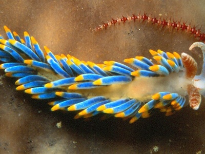 Nudibranch
