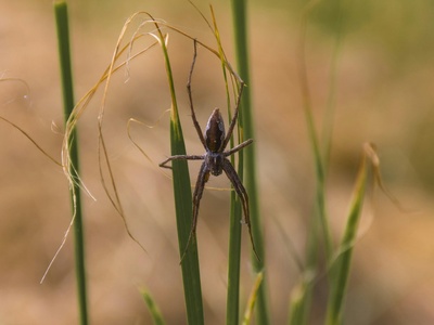 Nursery Web Spider
