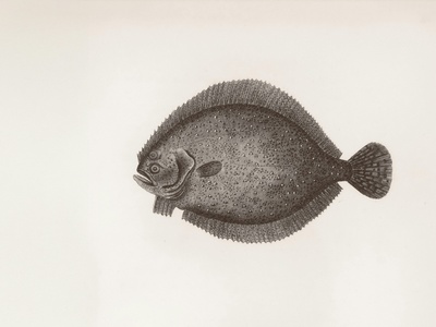 Nurseryfish