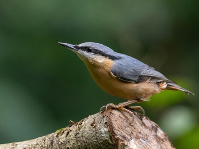 Nuthatch