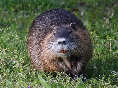 Nutria