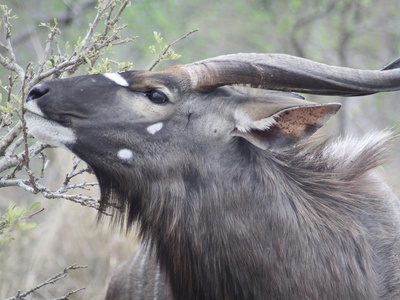 Nyala