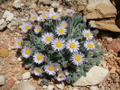 O'Kane's Easter-daisy