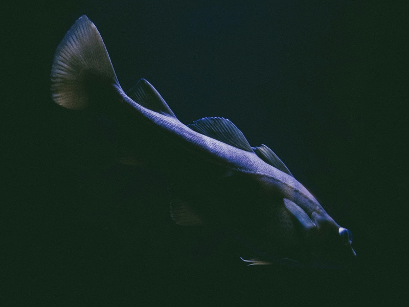 The Complete List of Animals That Start With O - 33Science