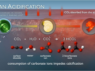 Ocean Acidification