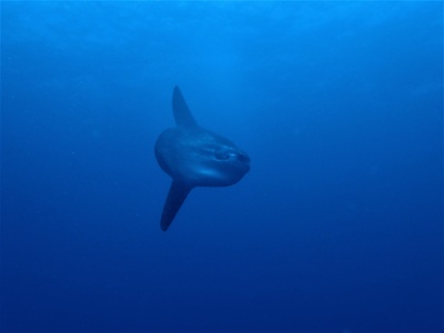 Ocean sunfish