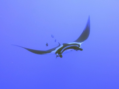 Oceanic manta