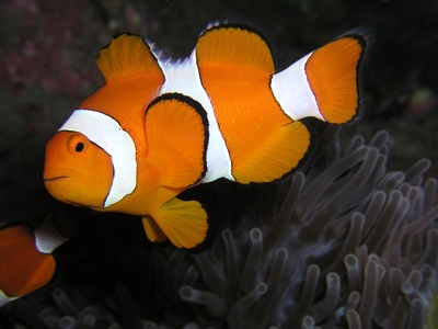 Ocellaris clownfish