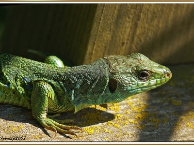 Ocellated lizard