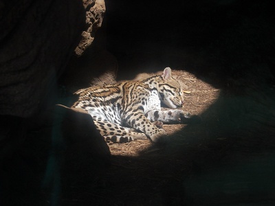 Ocelot
