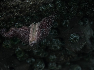 Ochre sea star