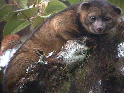 Olinguito