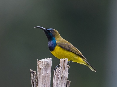 Olive-backed sunbird