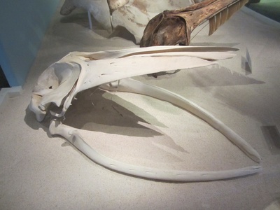 Omura's Whale
