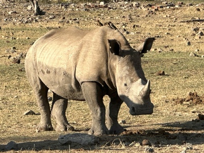 One-horned rhinoceros