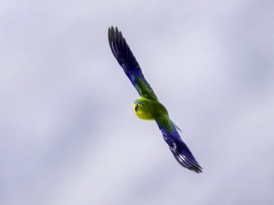Orange-bellied parrot