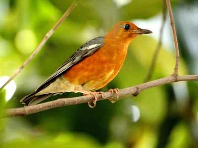 Orange-billed Nightingale-Thrush