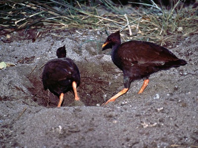 Orange-footed scrubfowl