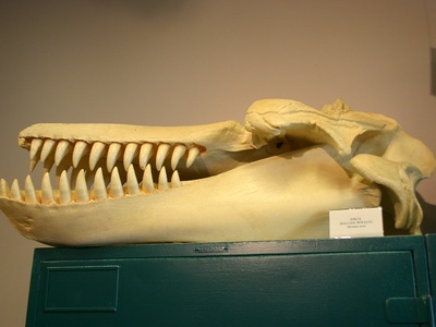 Orca (Killer Whale)