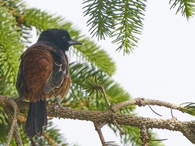 Orchard oriole