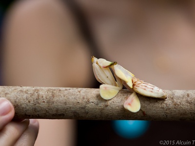 Orchid mantis