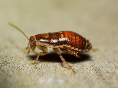 Oriental cockroach