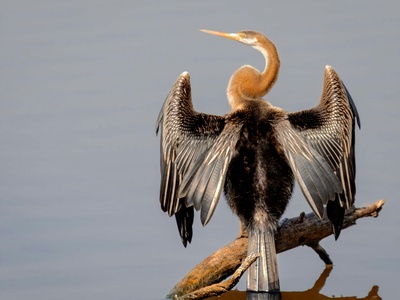 Oriental darter